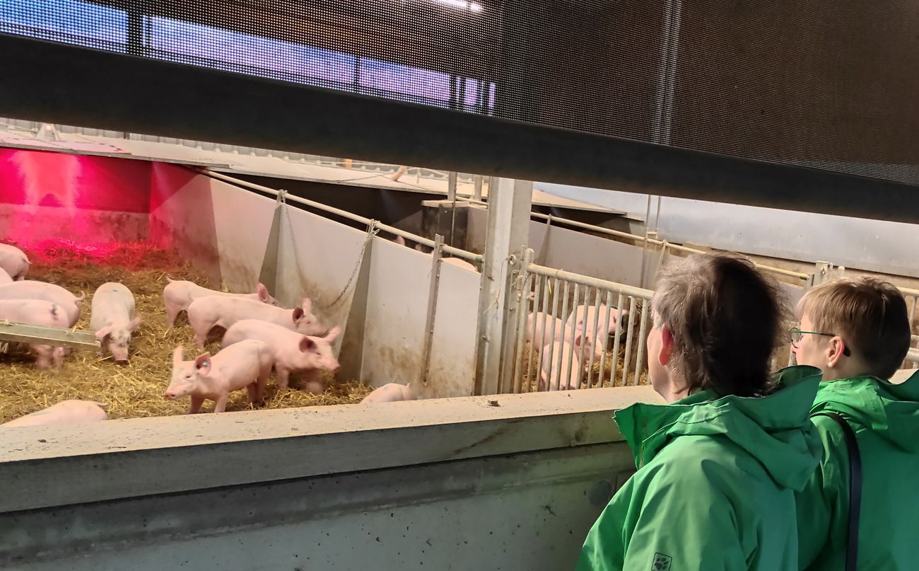 Metzgerei Böbel informiert sich über Schweinehaltung