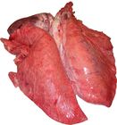 Herz-Lunge