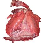 Kehlkopf-Herz-Lunge-Zwerchfell