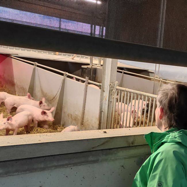 Metzgerei Böbel informiert sich über Schweinehaltung